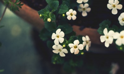 белые цветы нежность