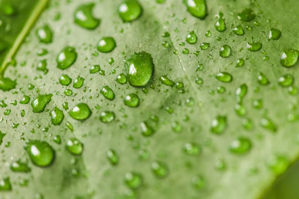 Крупным Планом Изображение Зеленый Лист Каплями Воды Стоковое Фото