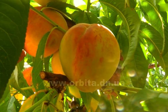 Персики - плоди краси